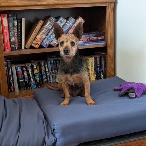 Enlarge Chico, a ADOPTABLE mixed breed in Williston, VT image 3/6