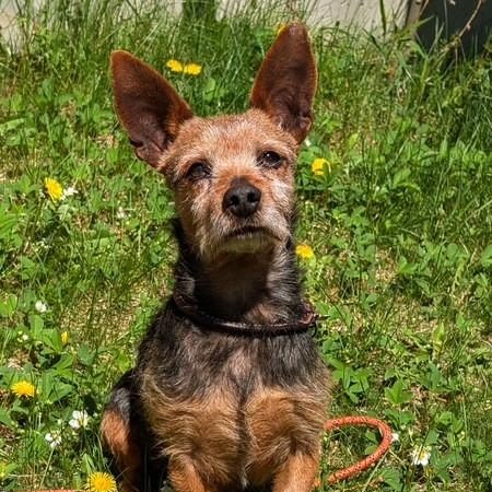 Enlarge Chico, a ADOPTABLE mixed breed in Williston, VT image 1/6