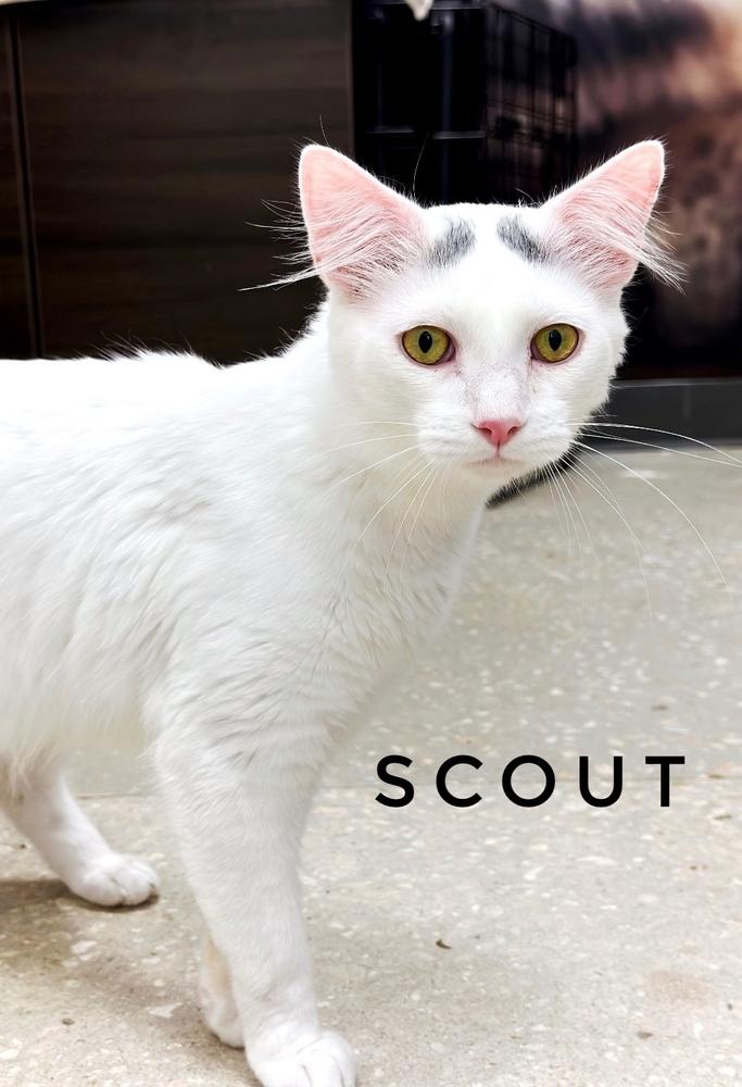 Enlarge Scout, a Adoptable Turkish Van in Deland, FL image 1/6
