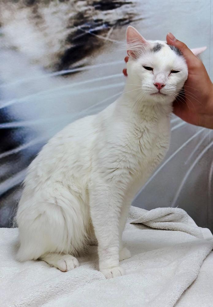 Enlarge Scout, a Adoptable Turkish Van in Deland, FL image 2/6
