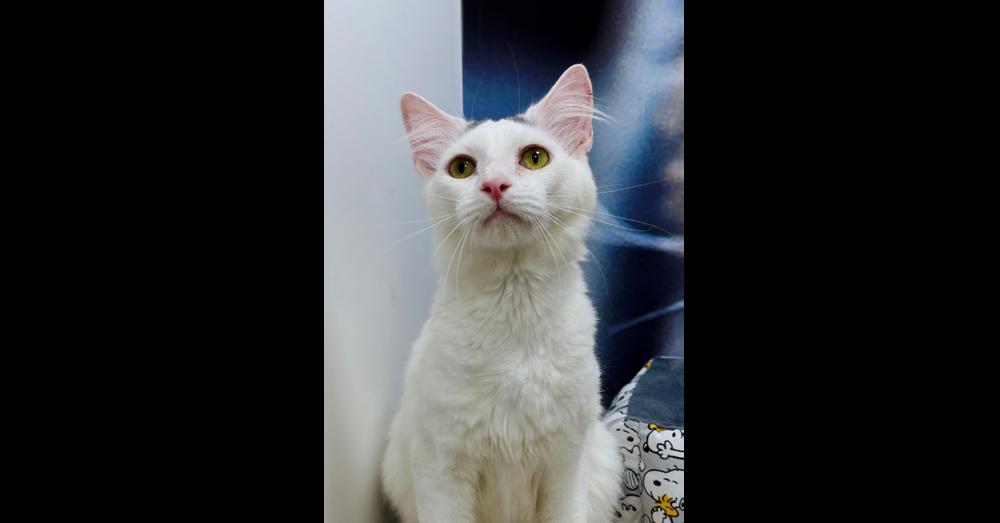 Enlarge Scout, a Adoptable Turkish Van in Deland, FL image 3/6