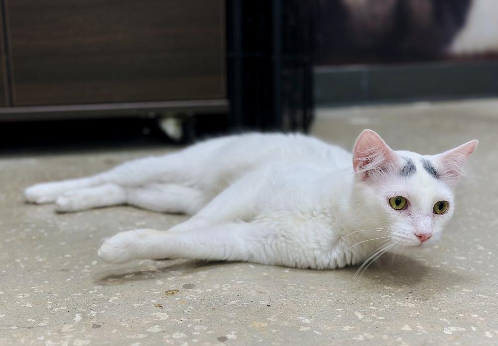 Enlarge Scout, a Adoptable Turkish Van in Deland, FL image 4/6