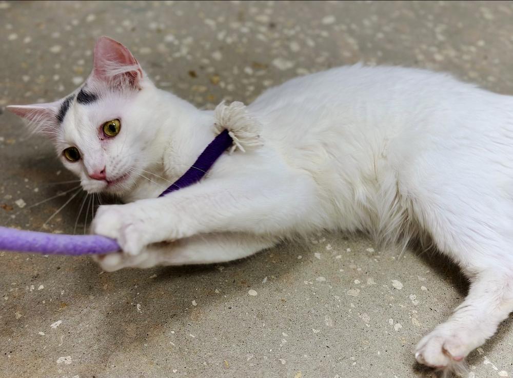 Enlarge Scout, a Adoptable Turkish Van in Deland, FL image 5/6