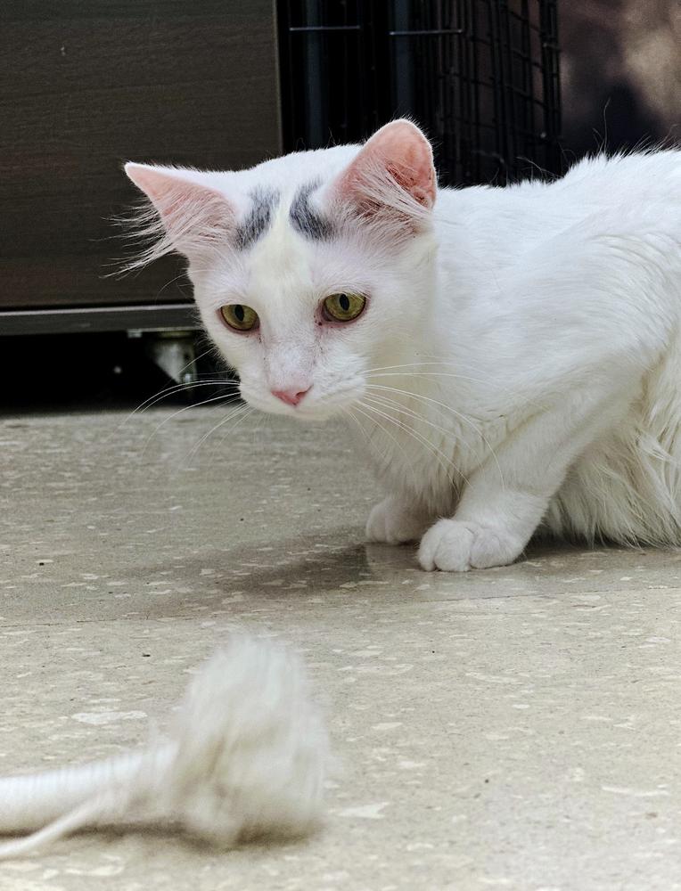 Enlarge Scout, a Adoptable Turkish Van in Deland, FL image 6/6