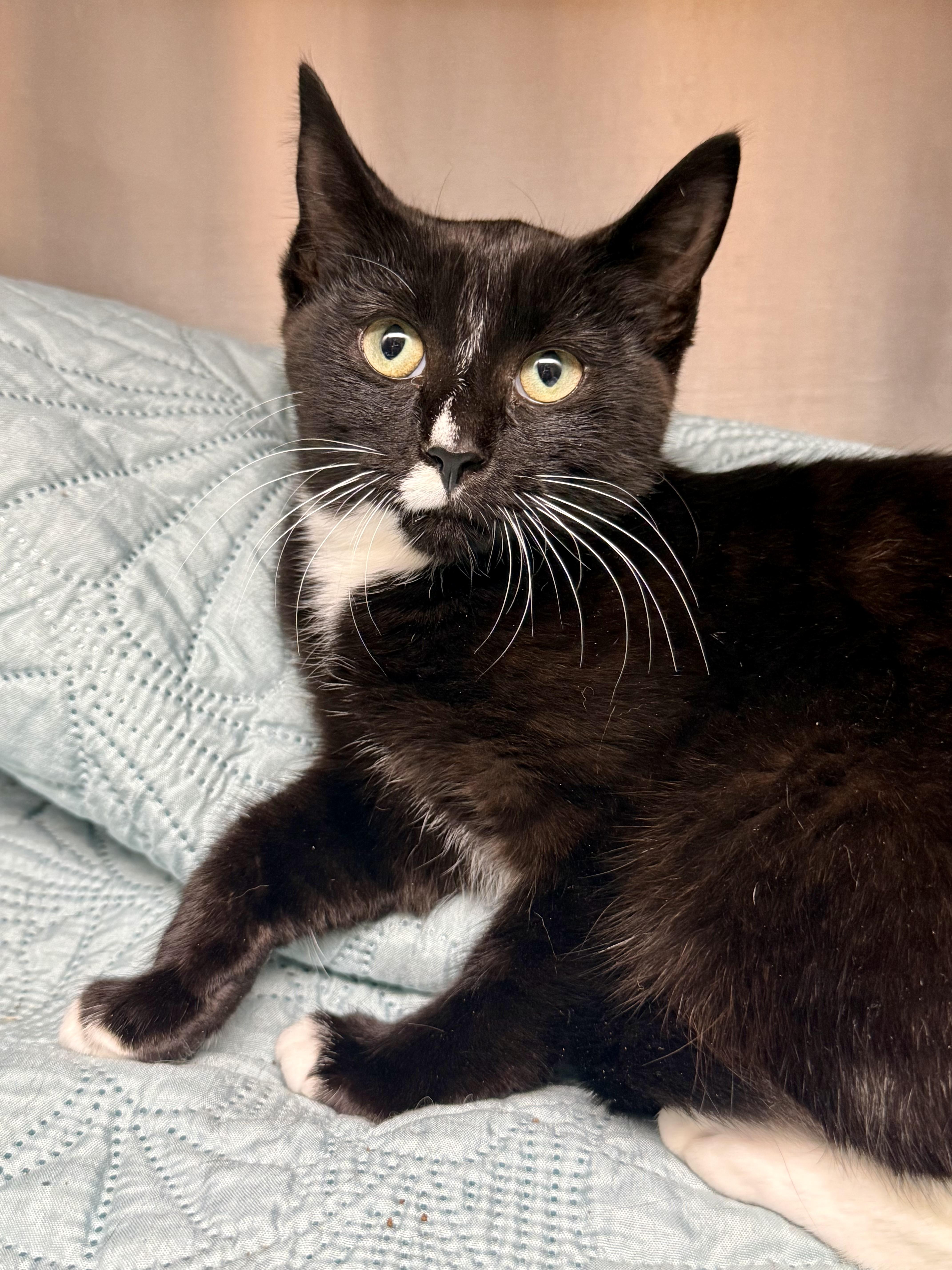 Lyra, Adoptable, Kitten Female Domestic Short Hair.