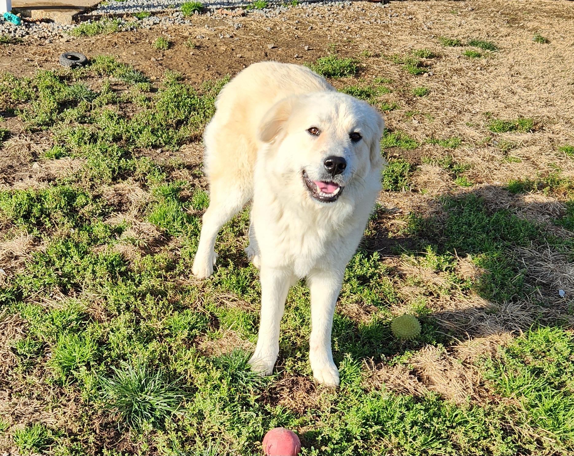 Enlarge Noel, a ADOPTABLE mixed breed in Siloam Springs, AR image 1/2