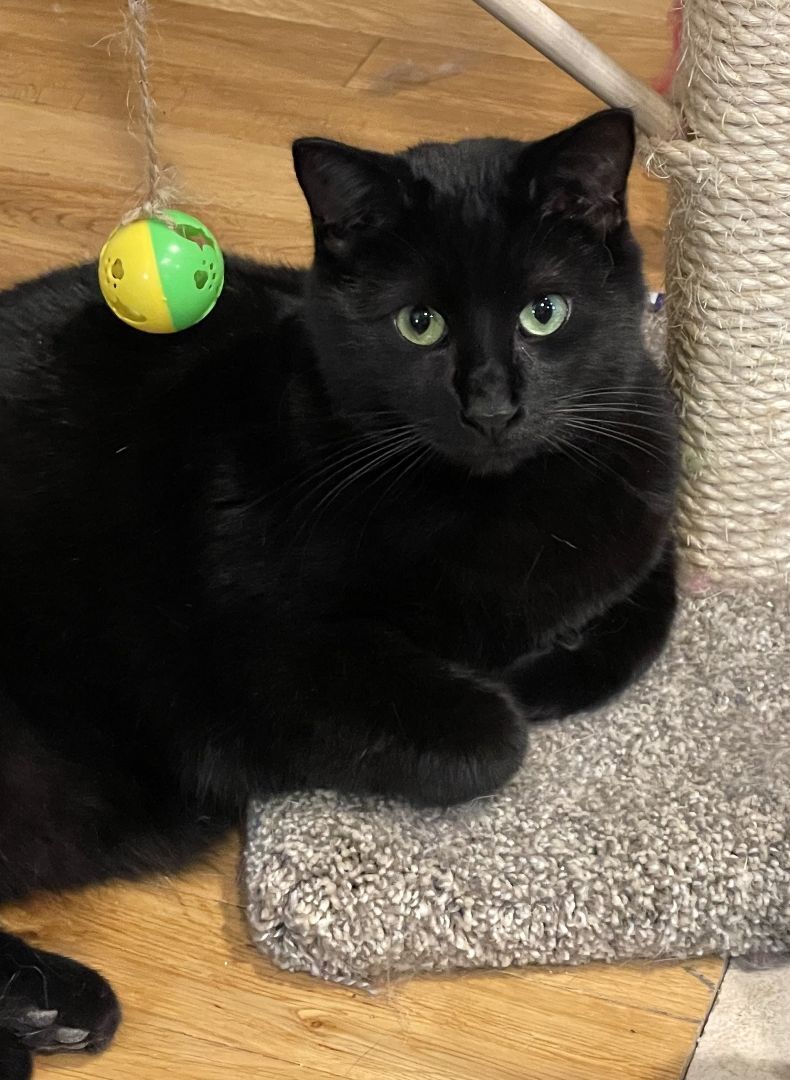 Victor, Adopted, Young Male Domestic Short Hair.