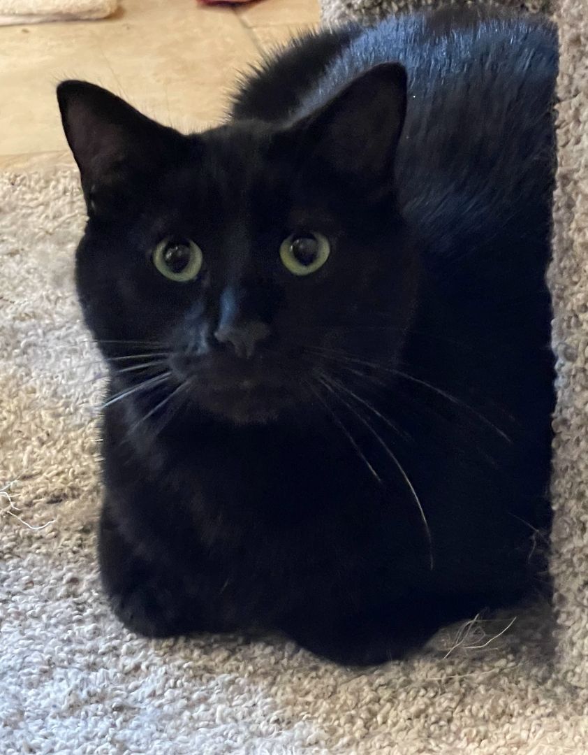 Enlarge Victor, a Adopted Domestic Short Hair in Whiting, IN image 2/6