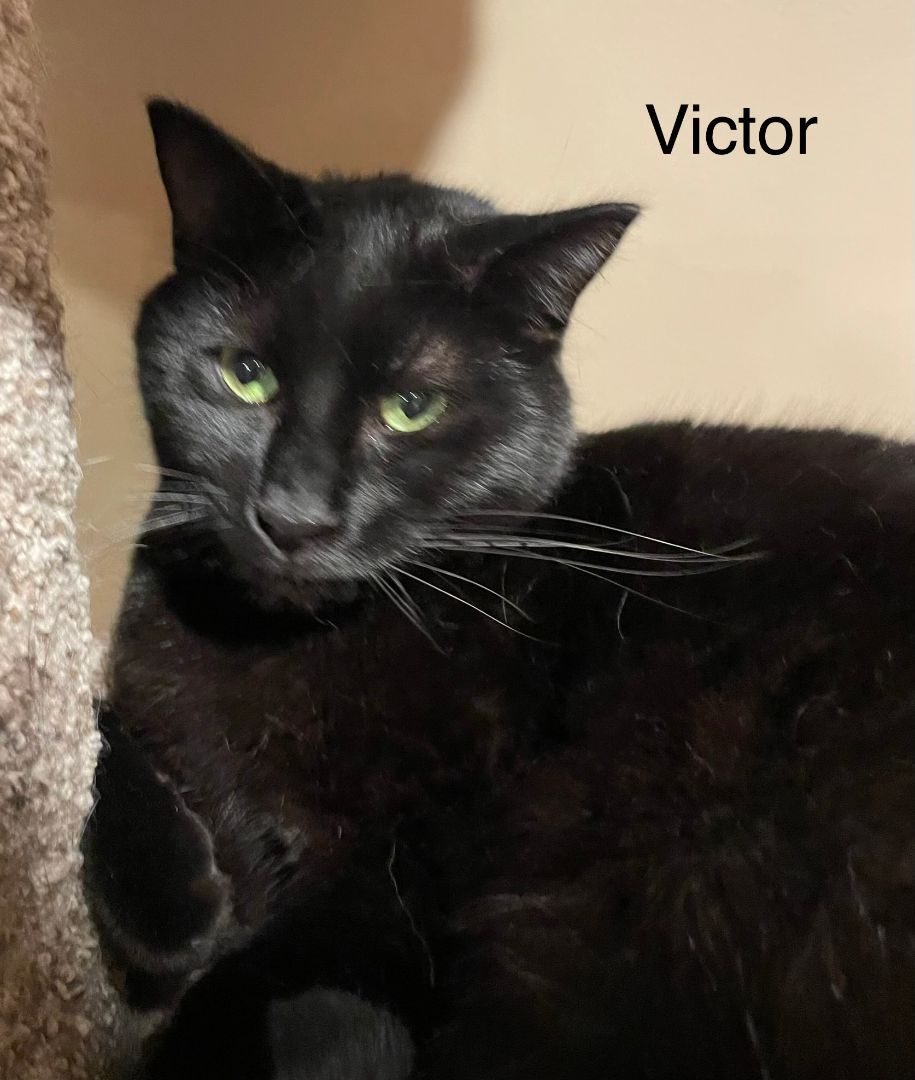 Enlarge Victor, a Adopted Domestic Short Hair in Whiting, IN image 3/6