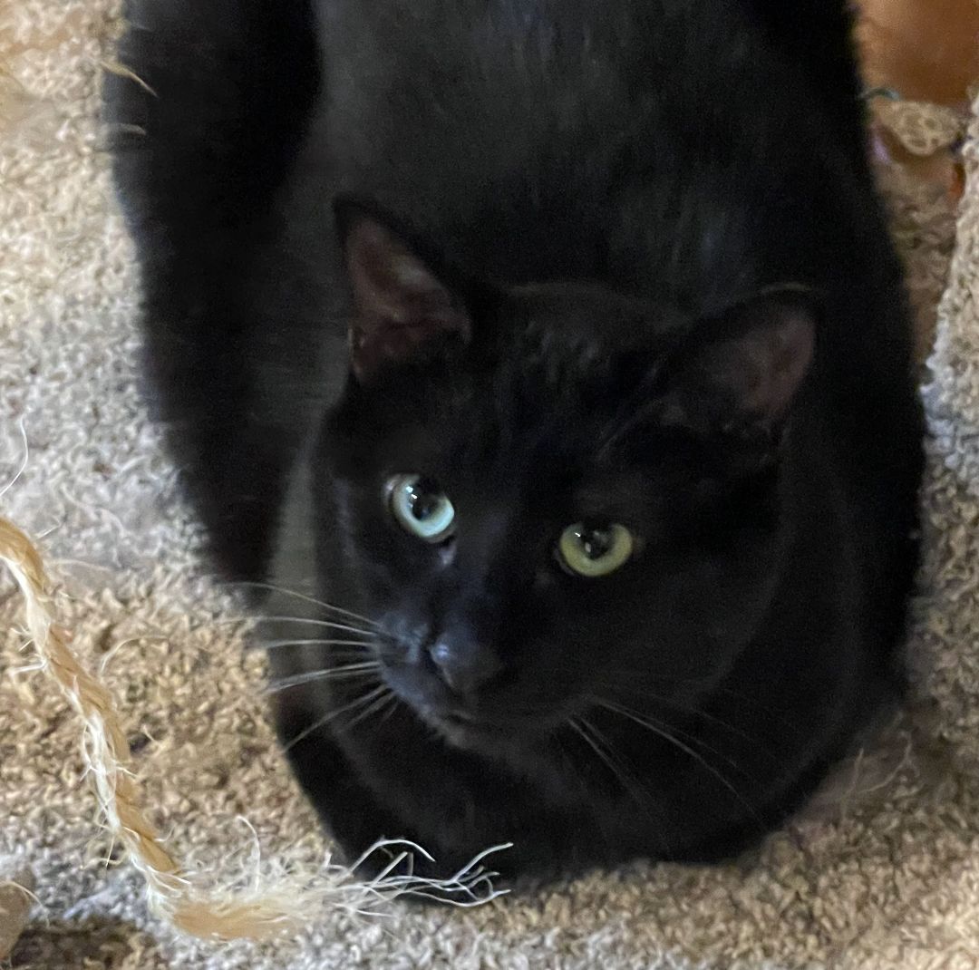 Enlarge Victor, a Adopted Domestic Short Hair in Whiting, IN image 4/6