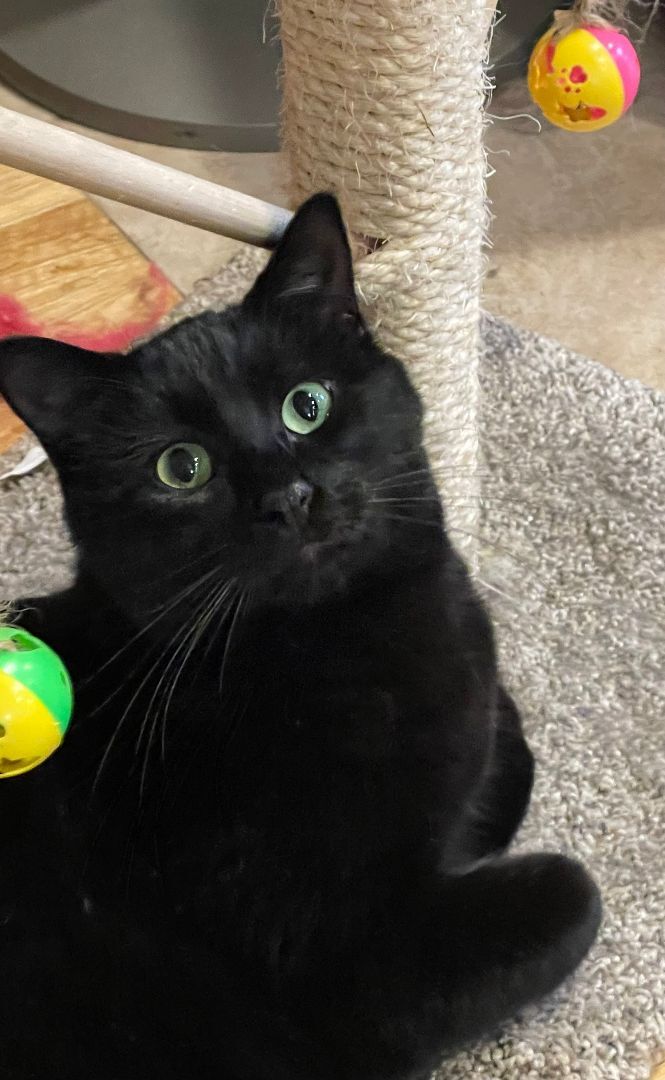 Enlarge Victor, a Adopted Domestic Short Hair in Whiting, IN image 5/6