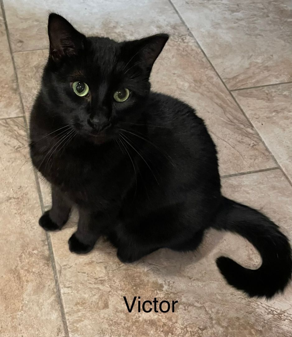 Enlarge Victor, a Adopted Domestic Short Hair in Whiting, IN image 6/6