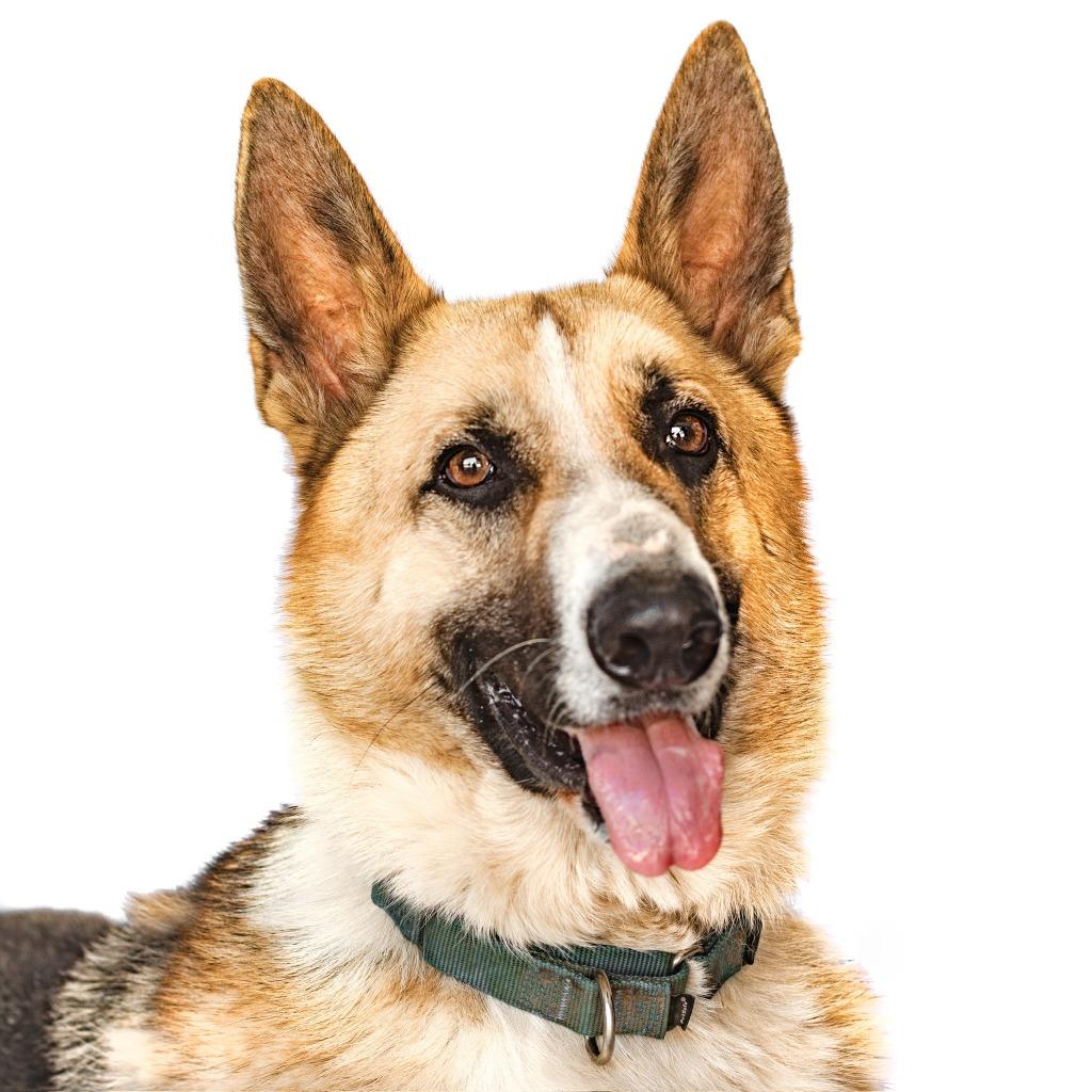 Jimmy, Adoptable, Adult Male Shepherd.