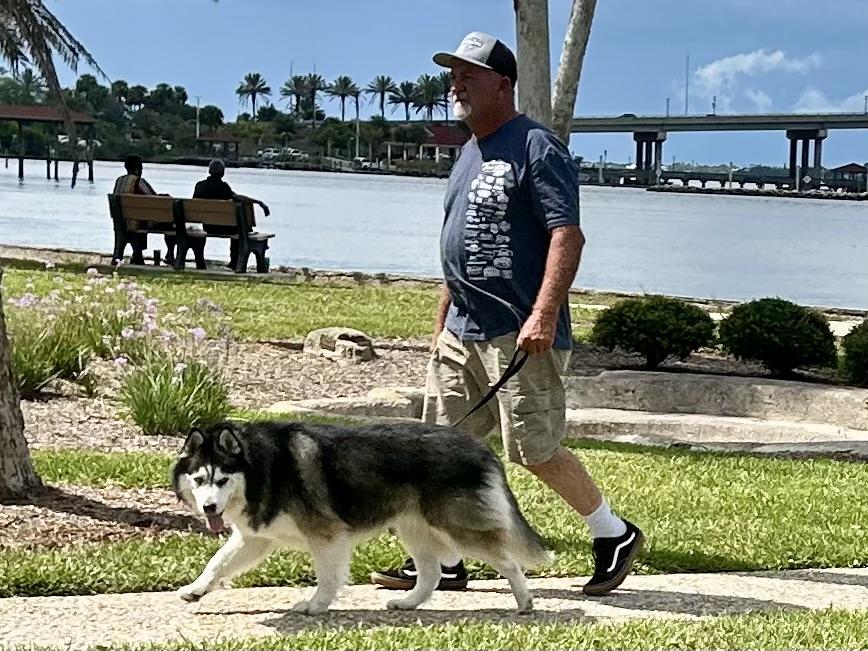 Enlarge Togo, a ADOPTABLE Husky in New Smyrna Beach, FL image 4/4