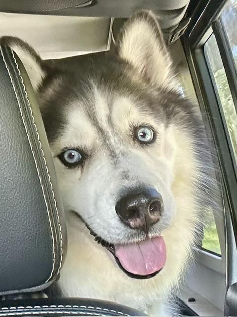 Enlarge Togo, a ADOPTABLE Husky in New Smyrna Beach, FL image 1/4