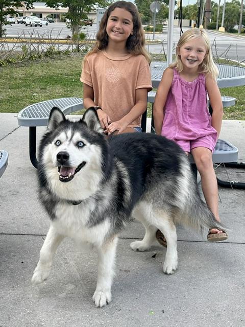 Enlarge Togo, a ADOPTABLE Husky in New Smyrna Beach, FL image 2/4