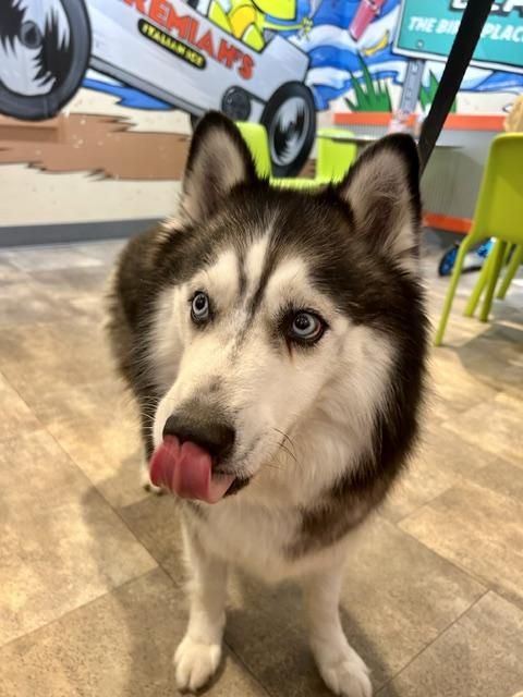 Enlarge Togo, a ADOPTABLE Husky in New Smyrna Beach, FL image 3/4