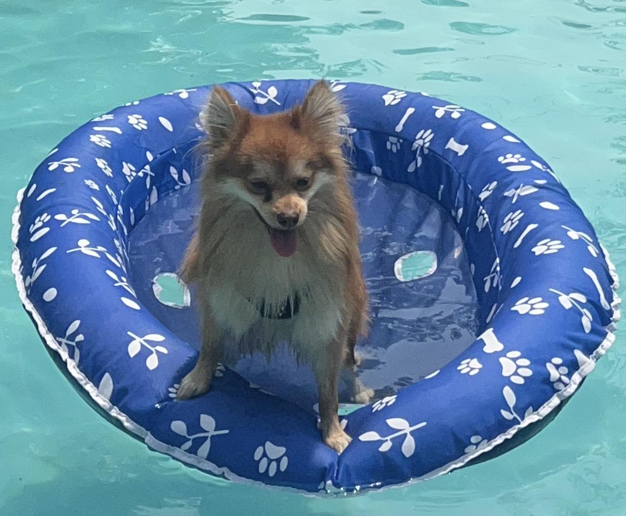 Enlarge Enzo, a ADOPTABLE Pomeranian in Detroit, MI image 3/5