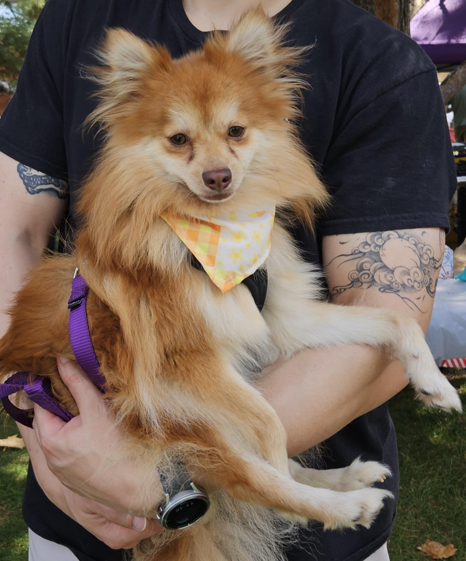 Enzo, ADOPTABLE, Young Male Pomeranian.