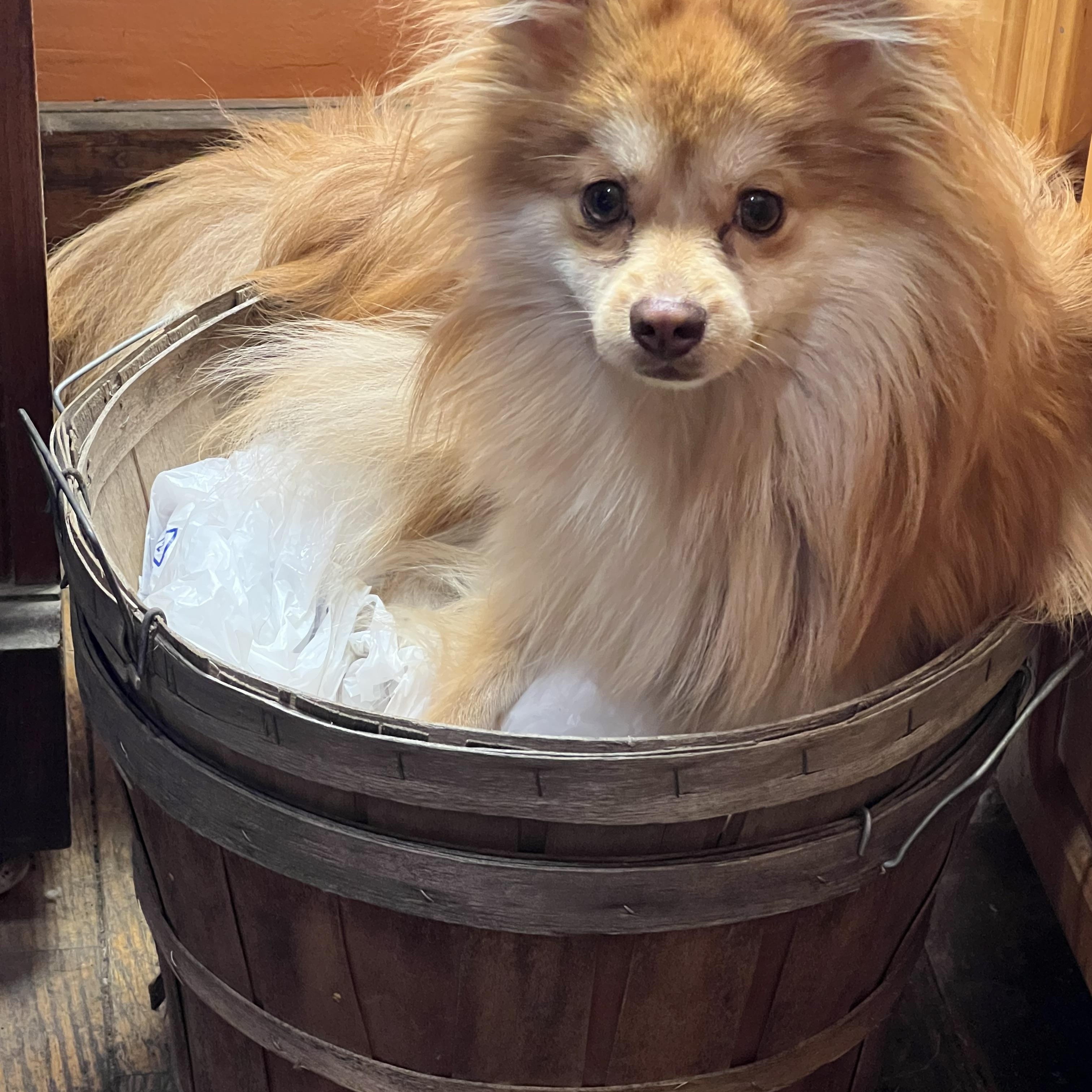 Enlarge Enzo, a ADOPTABLE Pomeranian in Detroit, MI image 2/5
