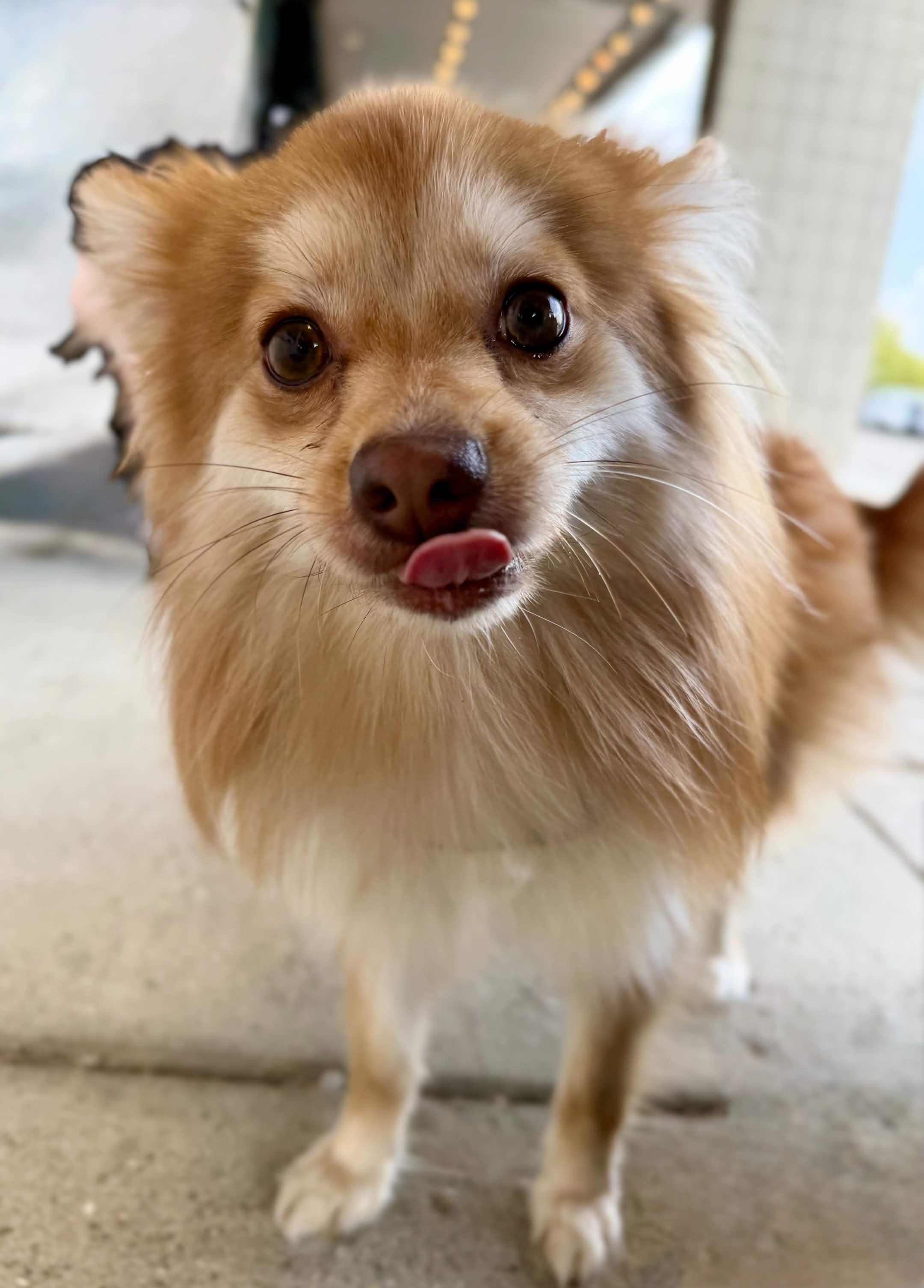 Enlarge Enzo, a ADOPTABLE Pomeranian in Detroit, MI image 4/5