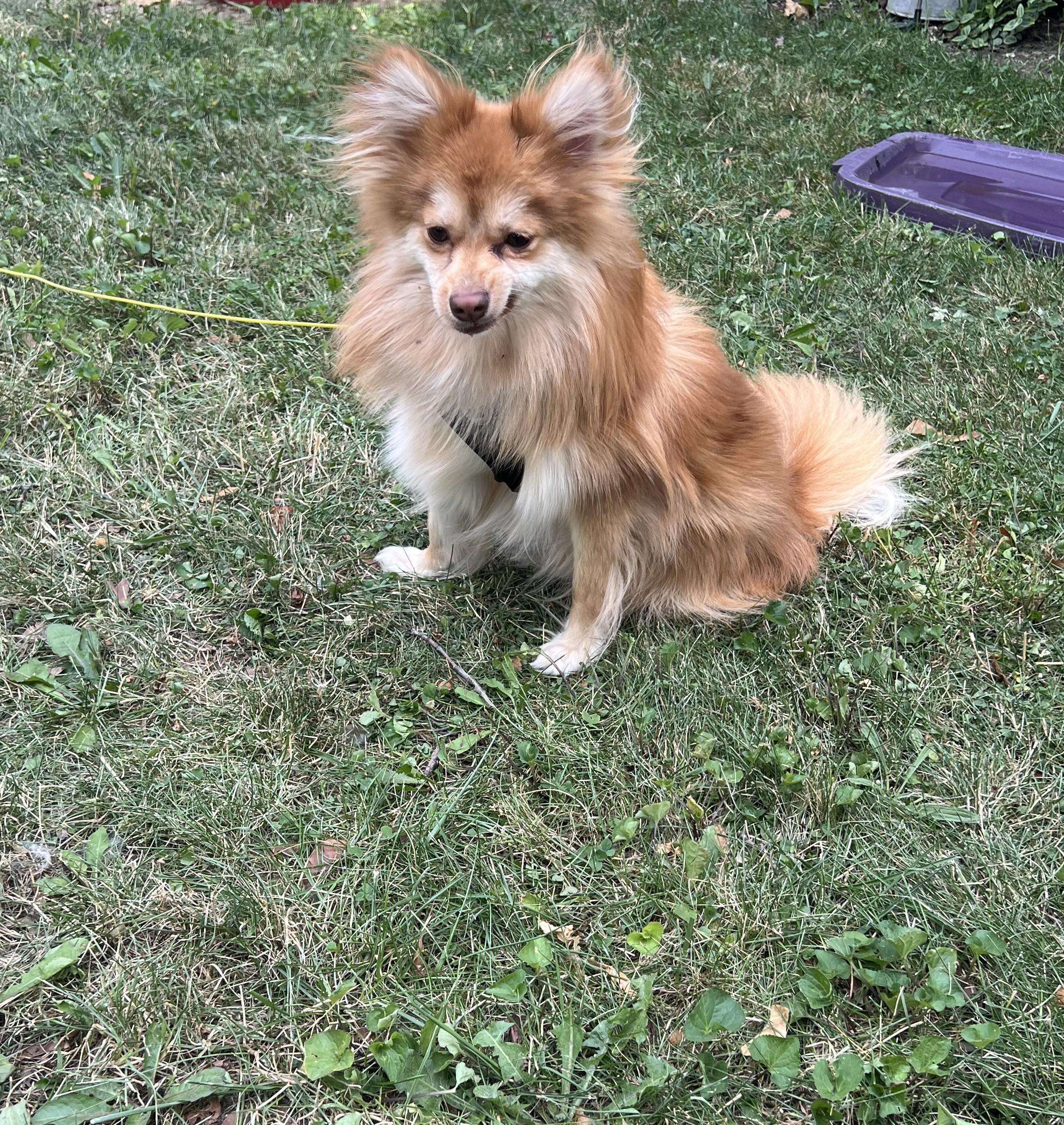 Enlarge Enzo, a ADOPTABLE Pomeranian in Detroit, MI image 5/5