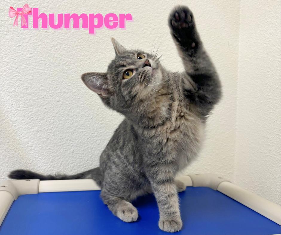 Thumper thumbnail 2