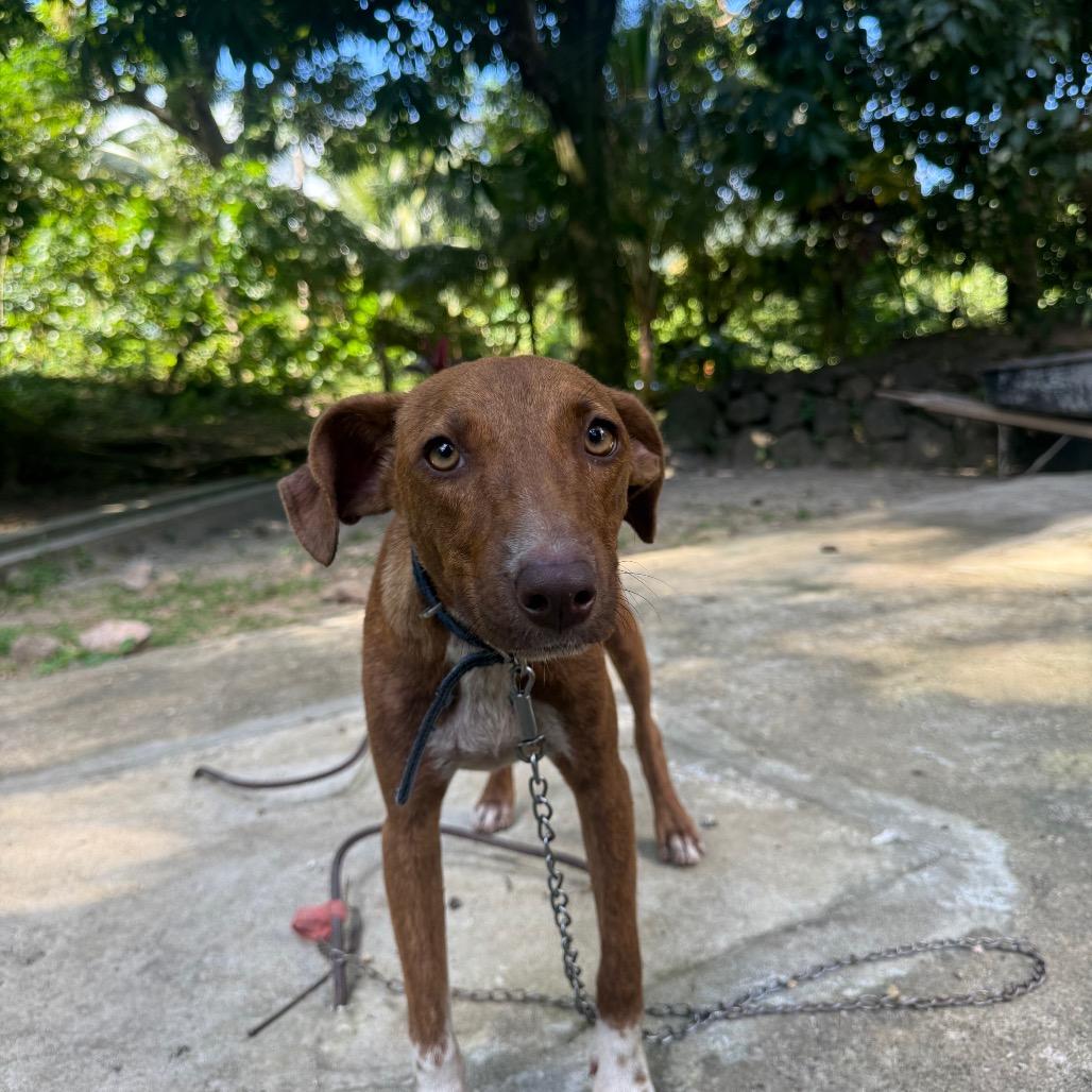 Enlarge Goldie, a ADOPTABLE Mixed Breed in Guelph, ON image 2/2