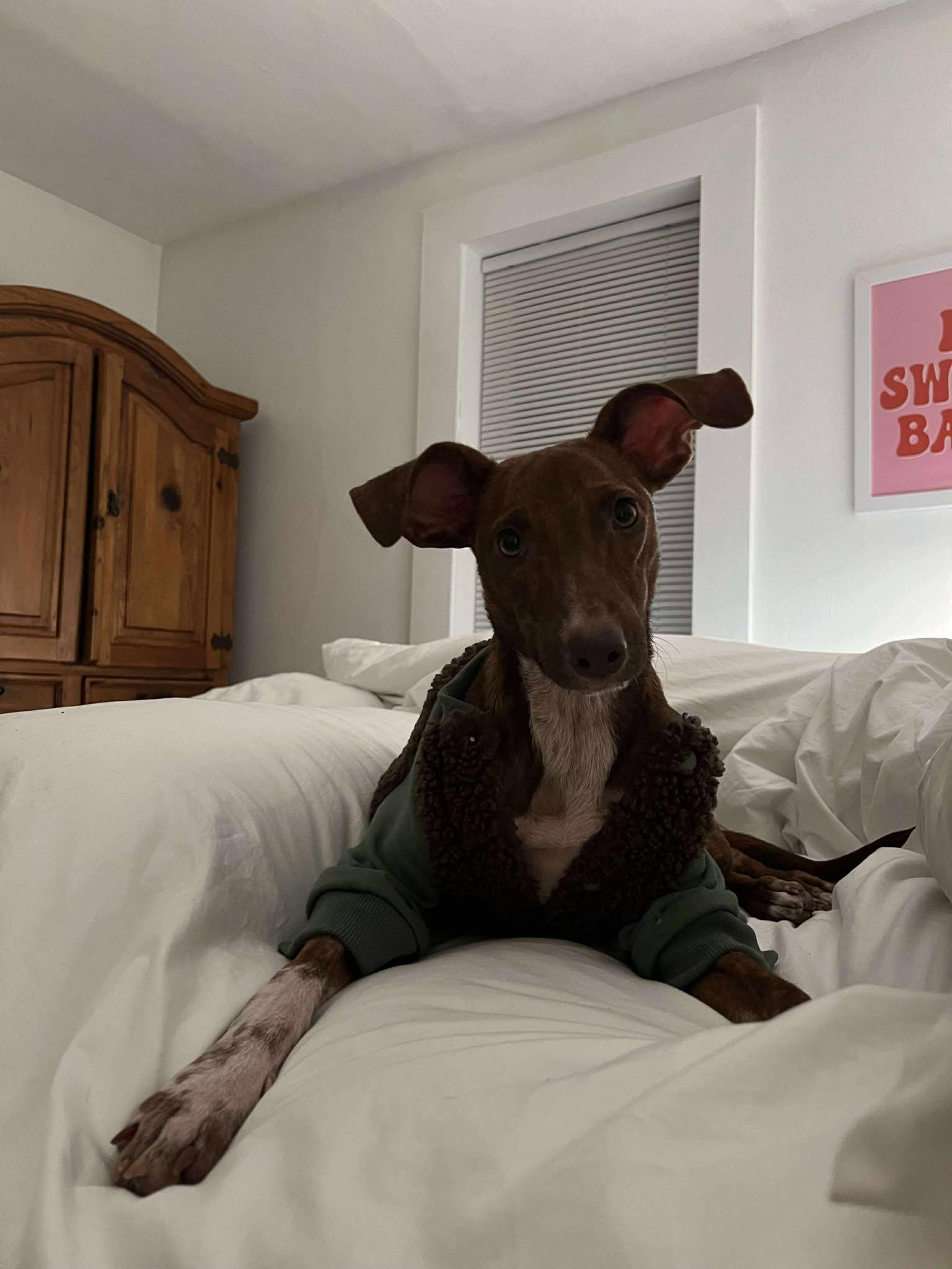 Goldie, ADOPTABLE, Adult Female Mixed Breed.