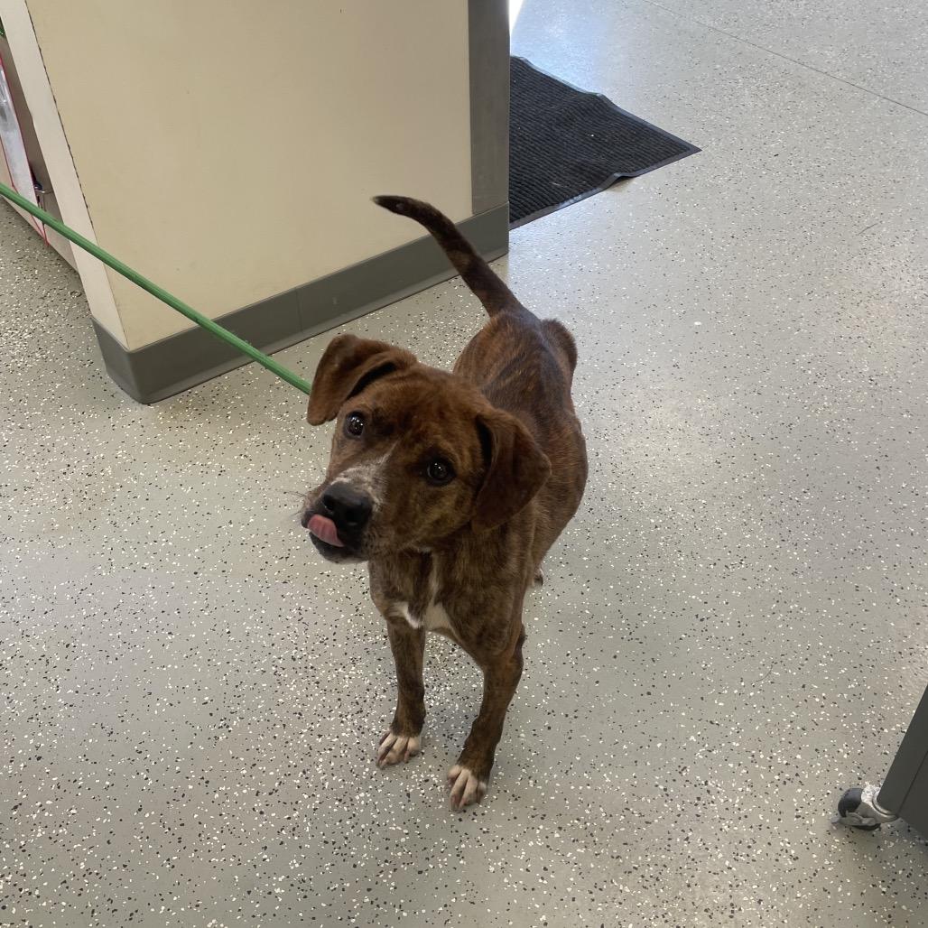 Roscoe, Adoptable, Adult Male Mixed Breed.