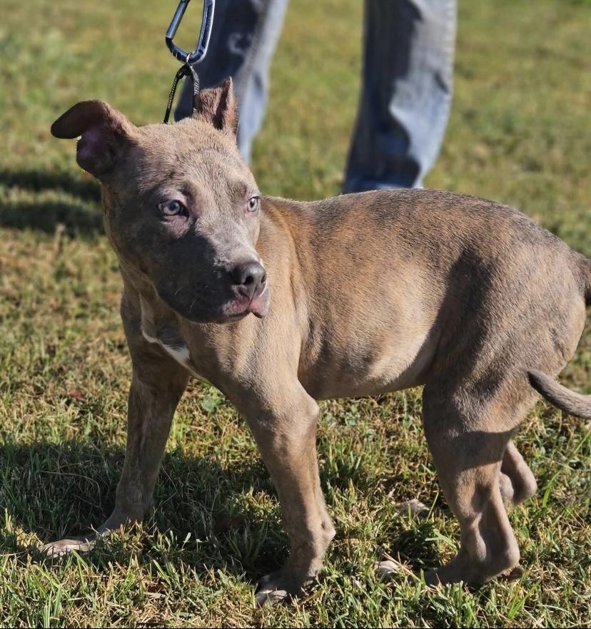 Plum, Adoptable, Puppy Female Pit Bull Terrier.