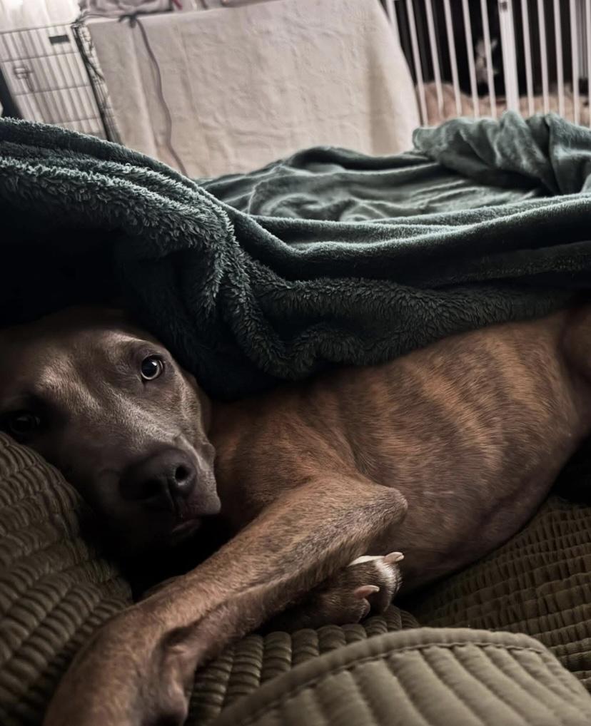 Enlarge Plum, a Adoptable Pit Bull Terrier in Philadelphia, PA image 4/6