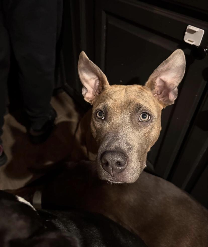 Enlarge Plum, a Adoptable Pit Bull Terrier in Philadelphia, PA image 2/6