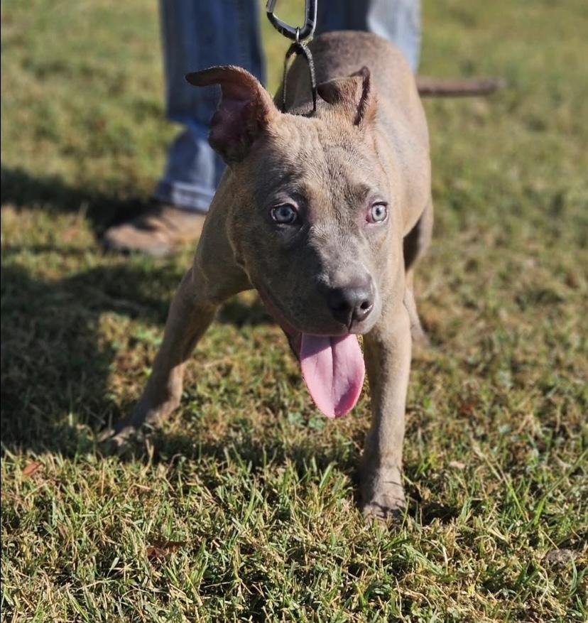 Plum, a Adoptable Pit Bull Terrier in Philadelphia, PA image 2/2