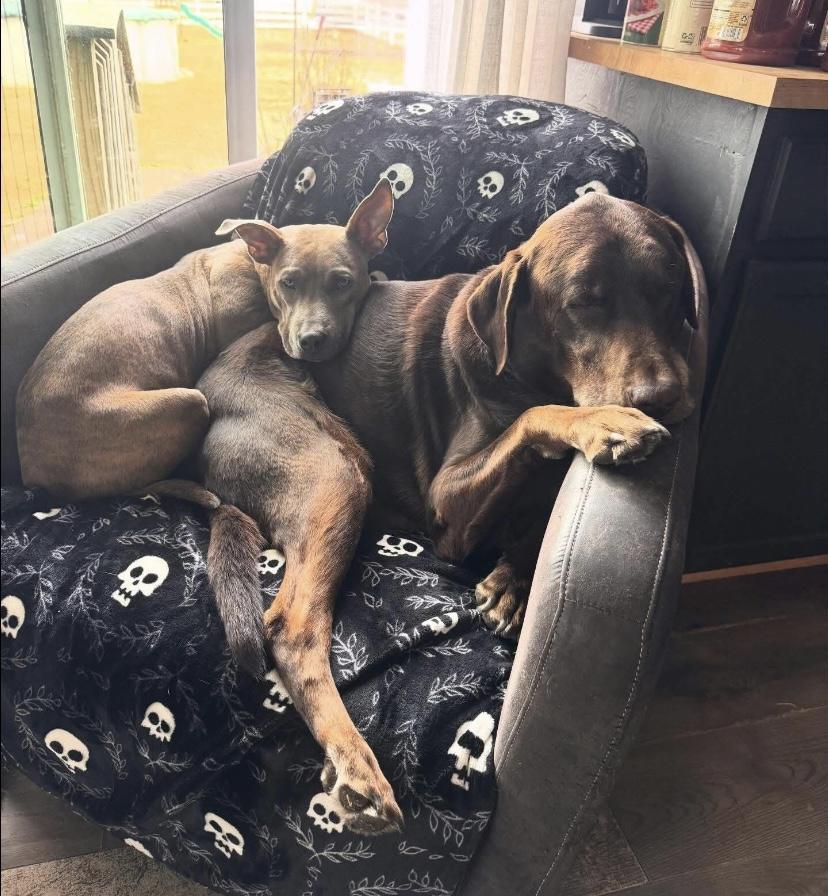 Enlarge Plum, a Adoptable Pit Bull Terrier in Philadelphia, PA image 3/6