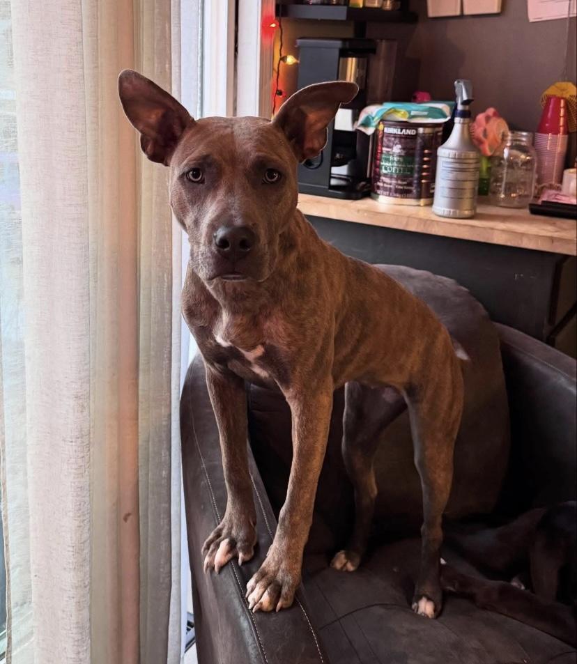 Plum, Adoptable, Puppy Female Pit Bull Terrier.