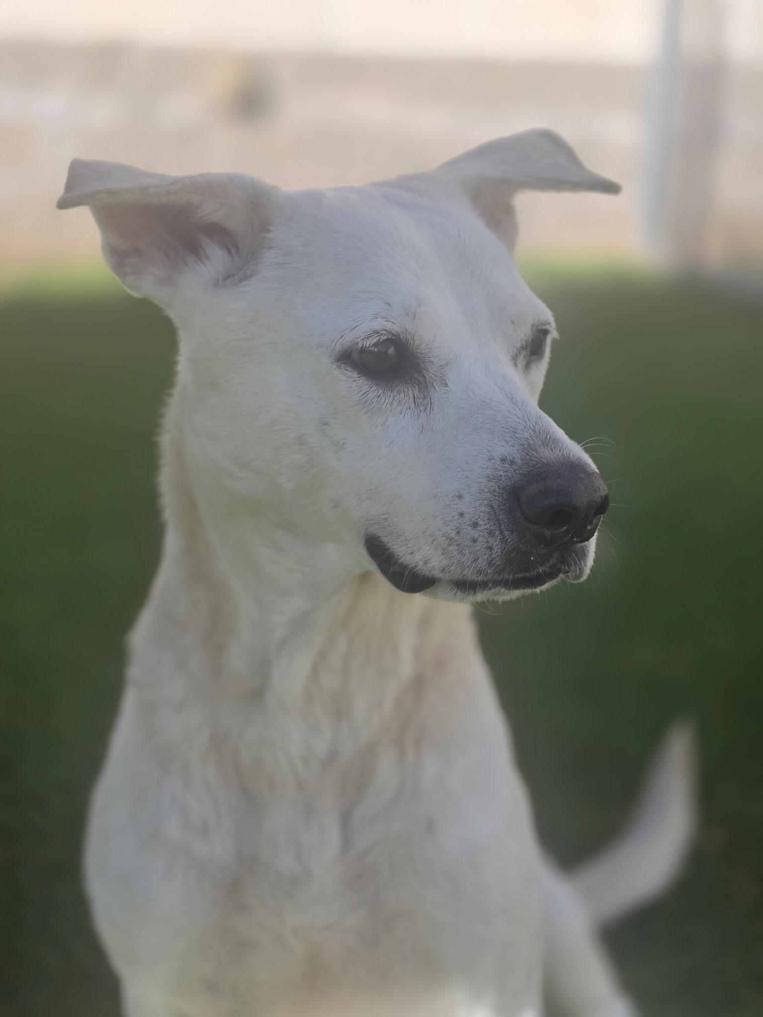 Cheerio, ADOPTABLE, Adult Female Labrador Retriever.
