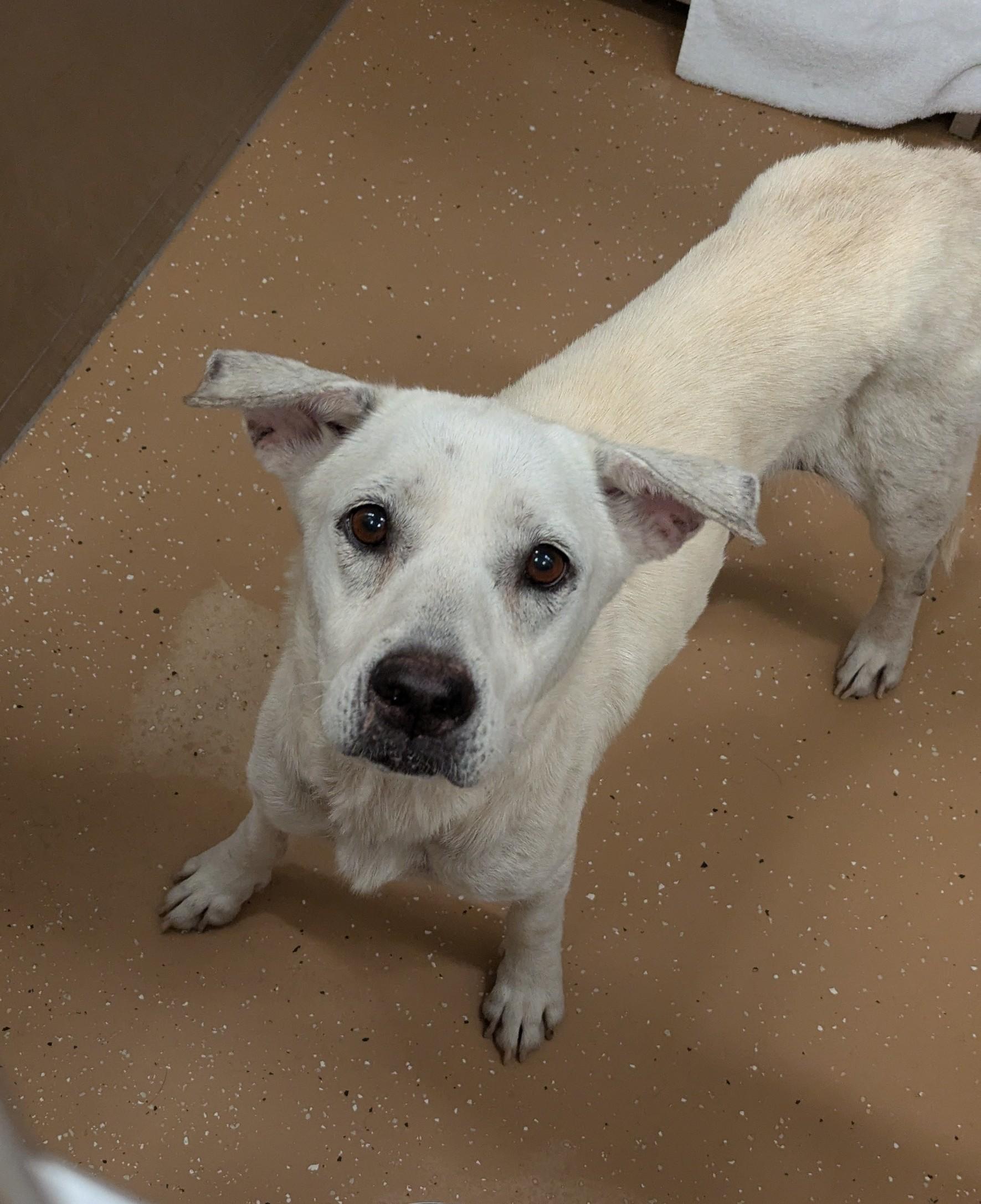 Cheerio, ADOPTABLE, Adult Female Labradoodle.