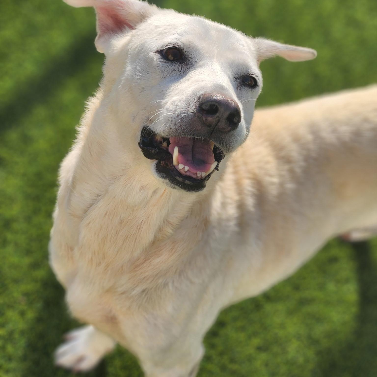 Cheerio, ADOPTABLE, Adult Female Labrador Retriever.