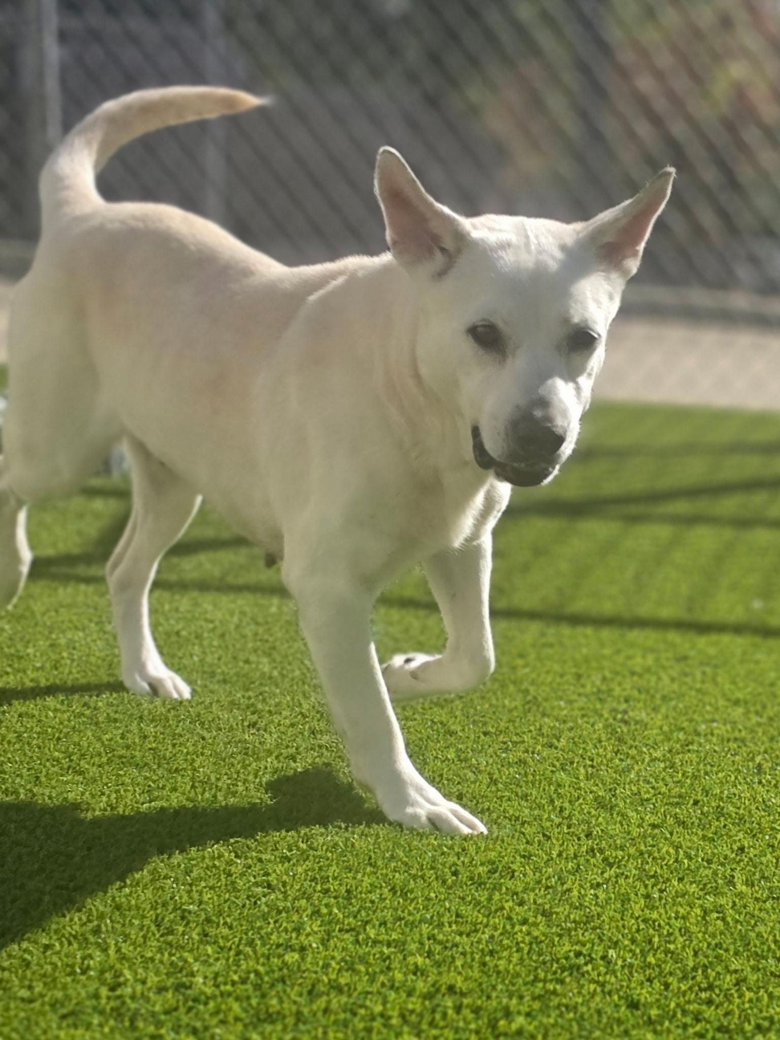 Enlarge Cheerio, a ADOPTABLE Labrador Retriever in Allen, TX image 2/4