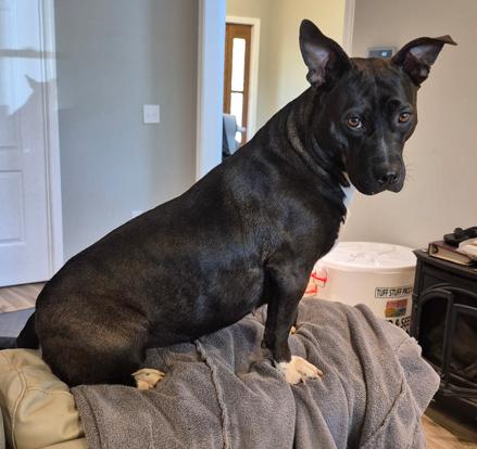 Mama Dog, Adoptable, Young Female Pit Bull Terrier.