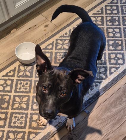 Enlarge Mama Dog, a Adoptable mixed breed in Rutherfordton, NC image 2/2