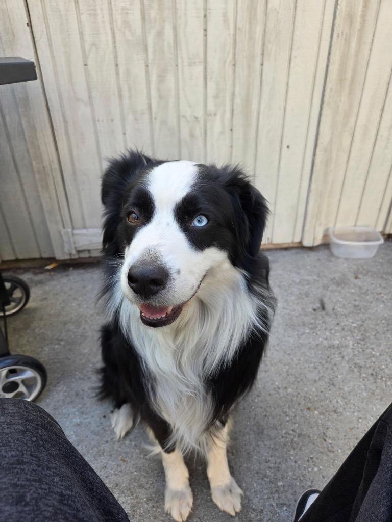 Dobbie, Adopted, Adult Male Border Collie.