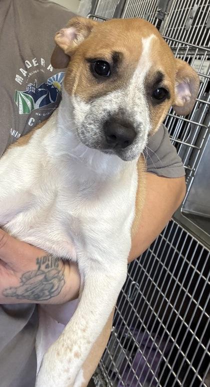 Farah, Adoptable, Puppy Female Pit Bull Terrier & Mixed Breed.