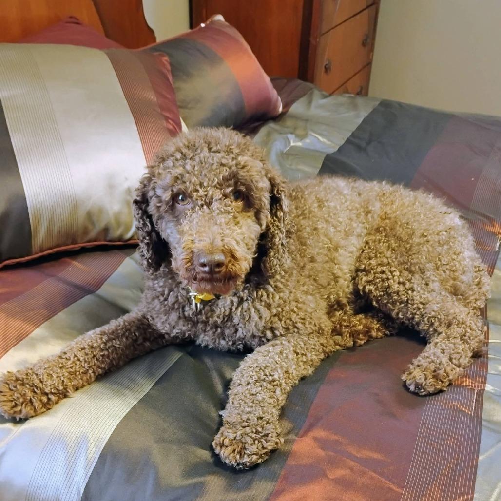Teddy, Adoptable, Adult Male Poodle.