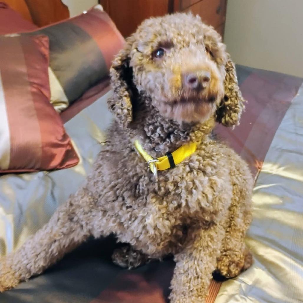 Enlarge Teddy, a Adoptable Poodle in Newton, IA image 2/2