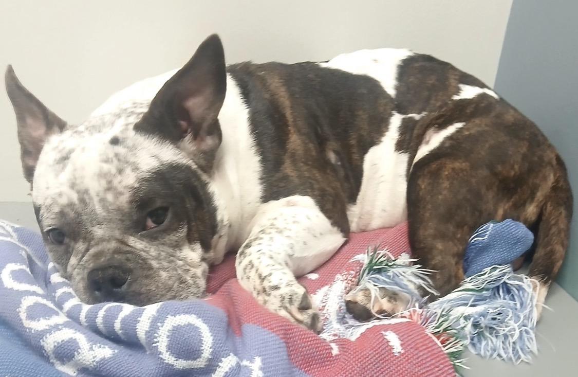 Enlarge Ashley, a Adopted American Bully in Moline, IL image 1/2