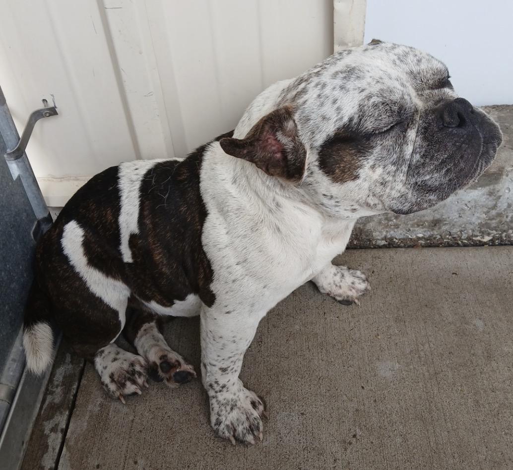 Enlarge Ashley, a Adopted American Bully in Moline, IL image 2/2