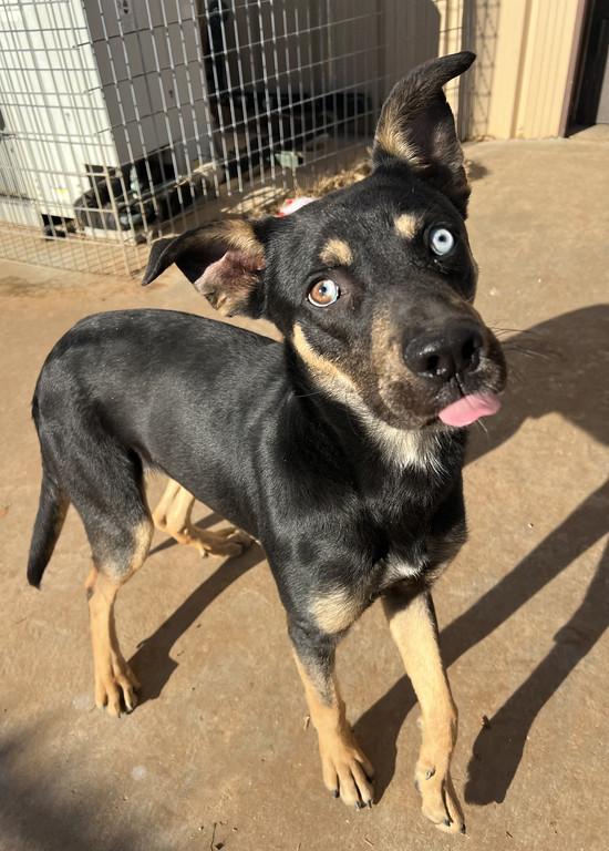 Enlarge Nestor, a ADOPTABLE mixed breed in Granbury, TX image 1/3