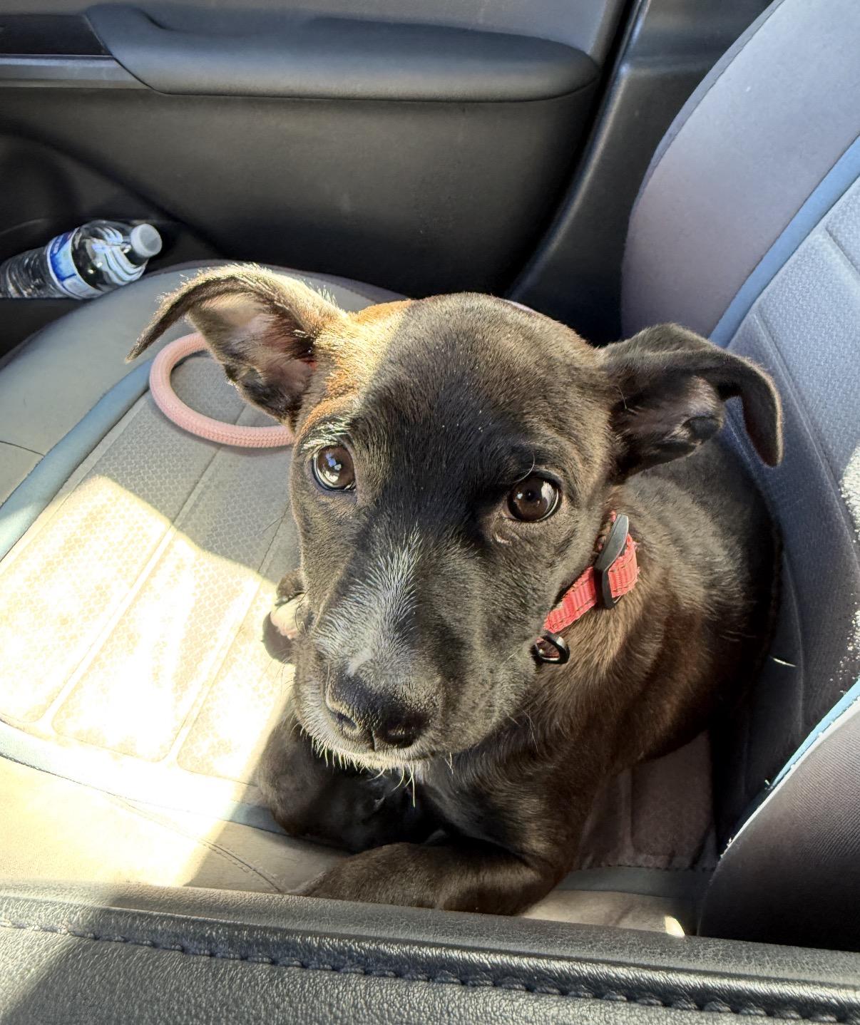 Enlarge Princess Oreo, an adopted mixed breed in Tarzana, CA image 2/4